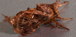  ( - YB-BCI189970)  @11 [ ] No Rights Reserved  Unspecified Unspecified