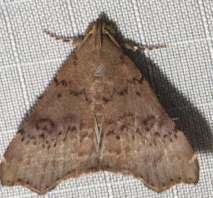  ( - YB-BCI190494)  @11 [ ] No Rights Reserved  Unspecified Unspecified