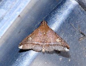  ( - YB-BCI190667)  @11 [ ] No Rights Reserved  Unspecified Unspecified