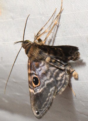  ( - YB-BCI190734)  @11 [ ] No Rights Reserved  Unspecified Unspecified