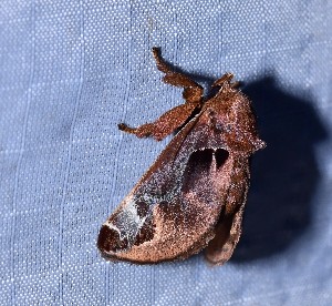  ( - YB-BCI190757)  @11 [ ] No Rights Reserved  Unspecified Unspecified