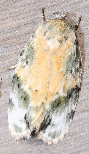  ( - YB-BCI190794)  @11 [ ] No Rights Reserved  Unspecified Unspecified