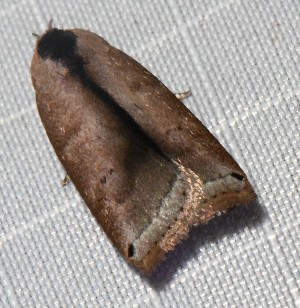  (Stenoma melanixa - YB-BCI190894)  @11 [ ] No Rights Reserved  Unspecified Unspecified