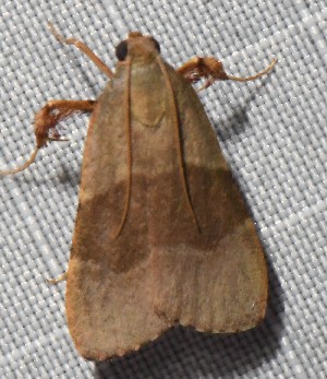  ( - YB-BCI190984)  @11 [ ] No Rights Reserved  Unspecified Unspecified