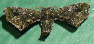  ( - YB-BCI191099)  @11 [ ] No Rights Reserved  Unspecified Unspecified