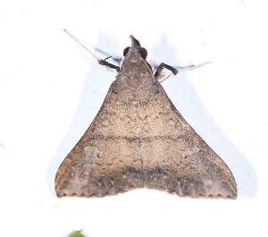  ( - YB-BCI191626)  @11 [ ] No Rights Reserved  Unspecified Unspecified