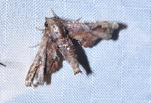  ( - YB-BCI191699)  @11 [ ] No Rights Reserved  Unspecified Unspecified