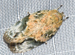  ( - YB-BCI191759)  @11 [ ] No Rights Reserved  Unspecified Unspecified