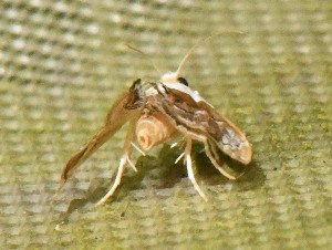  ( - YB-BCI191924)  @11 [ ] No Rights Reserved  Unspecified Unspecified