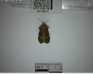  ( - YB-BCI188617)  @11 [ ] No Rights Reserved  Unspecified Unspecified