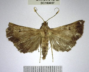  ( - YB-BCI168657)  @11 [ ] No Rights Reserved  Unspecified Unspecified