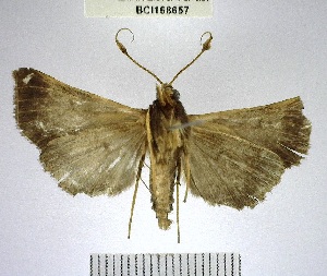  ( - YB-BCI168657)  @11 [ ] No Rights Reserved  Unspecified Unspecified