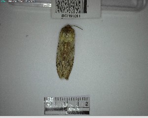  ( - YB-BCI191091)  @11 [ ] No Rights Reserved  Unspecified Unspecified