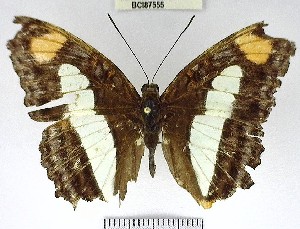  (Adelpha paraena - YB-BCI87555.2)  @11 [ ] No Rights Reserved  Unspecified Unspecified