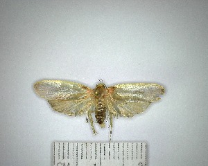  (Oecophoridae sp. 8YB - YB-BCI171503)  @11 [ ] No Rights Reserved  Unspecified Unspecified