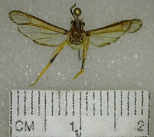  (Sesiidae sp. 1YB - YB-BCI154797)  @11 [ ] No Rights Reserved  Unspecified Unspecified