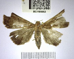  ( - YB-BCI168863)  @11 [ ] No Rights Reserved  Unspecified Unspecified