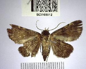  (NoctuidaeGEN sp. 15YB - YB-BCI168912)  @11 [ ] No Rights Reserved  Unspecified Unspecified