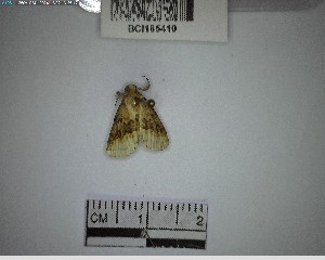  (Chalenata ustota - YB-BCI185410)  @11 [ ] No Rights Reserved  Unspecified Unspecified