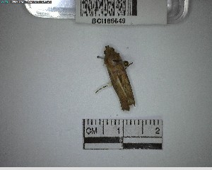  ( - YB-BCI188649)  @11 [ ] No Rights Reserved  Unspecified Unspecified