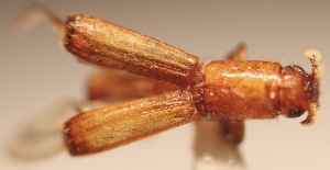  (Tesserocerus retusus - YB-BCI14114)  @12 [ ] No Rights Reserved  Unspecified Unspecified