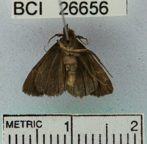  (NoctuidaeGEN sp. 7YB - YB-BCI26656)  @12 [ ] No Rights Reserved  Unspecified Unspecified
