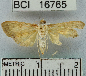  (Herpetogramma sp. 1YB - YB-BCI16765)  @13 [ ] No Rights Reserved  Unspecified Unspecified