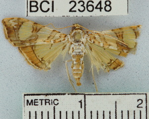  ( - YB-BCI23648)  @13 [ ] No Rights Reserved  Unspecified Unspecified