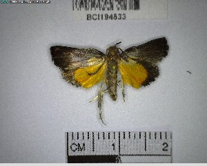  ( - YB-BCI194833)  @11 [ ] No Rights Reserved  Unspecified Unspecified