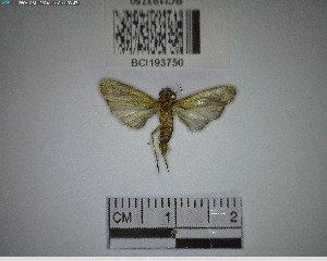  ( - YB-BCI193750)  @11 [ ] No Rights Reserved  Unspecified Unspecified