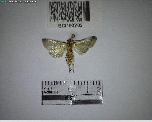  (Tallula sp. lep229 - YB-BCI193702)  @11 [ ] No Rights Reserved  Unspecified Unspecified