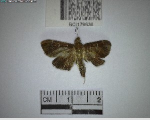  ( - YB-BCI179636)  @11 [ ] No Rights Reserved  Unspecified Unspecified