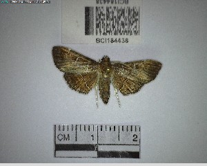  ( - YB-BCI184438)  @11 [ ] No Rights Reserved  Unspecified Unspecified