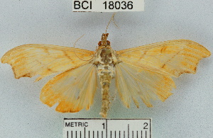  (Sparagmia gonoptera - YB-BCI18036)  @13 [ ] No Rights Reserved  Unspecified Unspecified