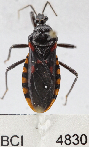  (Brontostoma - YB-BCI4830)  @15 [ ] No Rights Reserved  Unspecified Unspecified