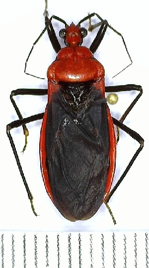  (Rhiginia bimaculata - YB-BCI167416)  @11 [ ] No Rights Reserved  Unspecified Unspecified