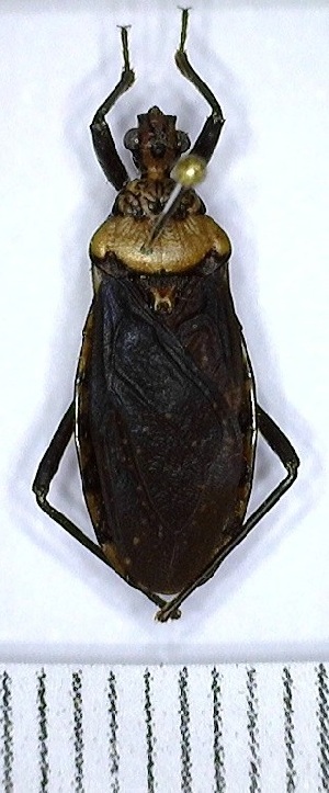  (Rhiginia conspersa - YB-BCI167412)  @11 [ ] No Rights Reserved  Unspecified Unspecified