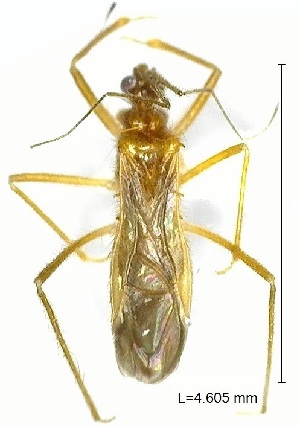 (Oncerotrachelus paraconformis - YB-BCI167427)  @11 [ ] No Rights Reserved  Unspecified Unspecified