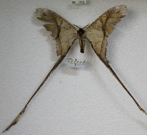  (Copiopteryx semiramis andensis - YB-BCI13516)  @14 [ ] No Rights Reserved  Unspecified Unspecified
