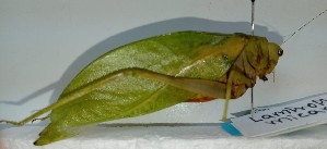  ( - YB-BCI195219)  @11 [ ] No Rights Reserved  Unspecified Unspecified