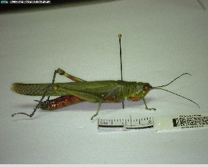  ( - YB-BCI195140)  @11 [ ] No Rights Reserved  Unspecified Unspecified