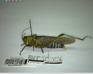  ( - YB-BCI195155)  @11 [ ] No Rights Reserved  Unspecified Unspecified