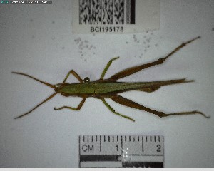  ( - YB-BCI195178)  @11 [ ] No Rights Reserved  Unspecified Unspecified