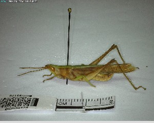  ( - YB-BCI195178)  @11 [ ] No Rights Reserved  Unspecified Unspecified