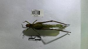  ( - YB-BCI195222)  @11 [ ] No Rights Reserved  Unspecified Unspecified