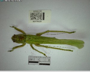  ( - YB-BCI195229)  @11 [ ] No Rights Reserved  Unspecified Unspecified