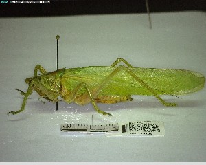  ( - YB-BCI195229)  @11 [ ] No Rights Reserved  Unspecified Unspecified