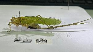  ( - YB-BCI195241)  @11 [ ] No Rights Reserved  Unspecified Unspecified