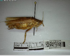  ( - YB-BCI195171)  @11 [ ] No Rights Reserved  Unspecified Unspecified