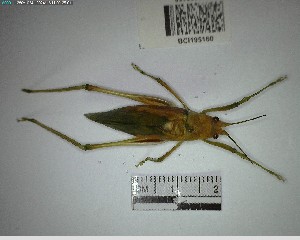  (Parascopioricus - YB-BCI195160)  @11 [ ] No Rights Reserved  Unspecified Unspecified